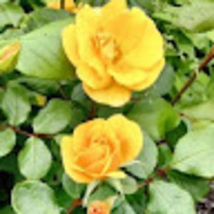 Meet your Posher, Gail